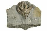 Fossil Crinoid (Cyathocrinites) - Indiana #326080-1